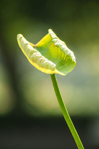 Close-up of flower bud