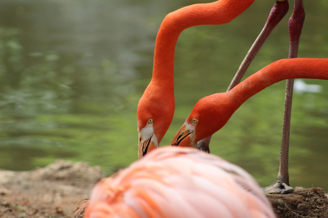 CLOSE-UP OF BIRD