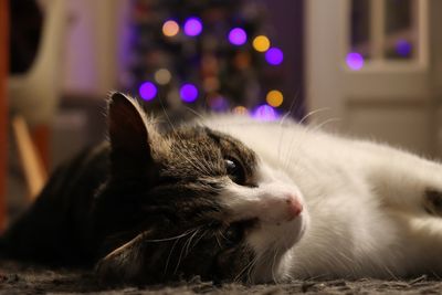 Close-up of cat resting
