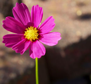 Close-up of pink flower