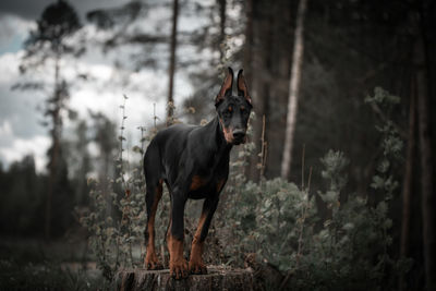 Dog in a forest