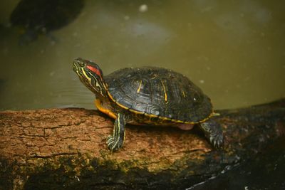 Close-up of turtle in water