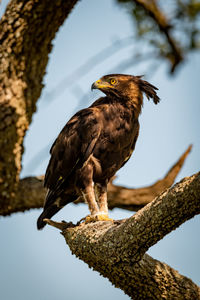 Long-crested eagle looks back from sunny branch