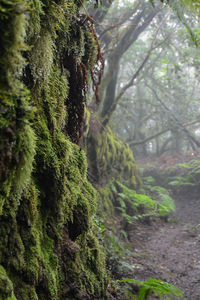 Close-up of moss growing on tree trunk