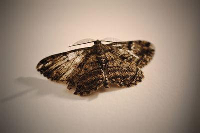 Close-up of butterfly over white background