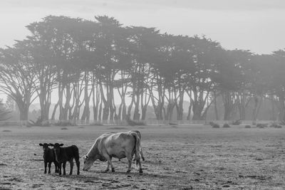 Cow with calf on field against sky in foggy weather