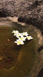High angle view of flowers floating on water