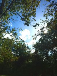 Low angle view of trees against sky