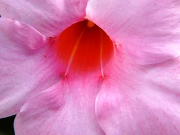 Macro shot of pink hibiscus