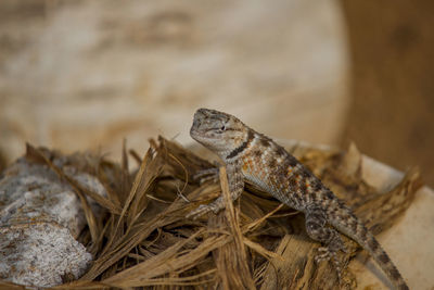 Close-up of a lizard