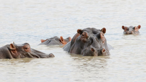 Hippopotamus - hippopotamus amphibius in ngorongoro conservation area