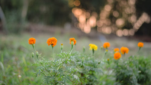 Close-up of yellow flowering plant on field