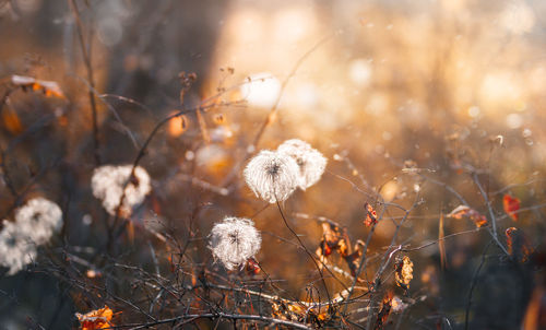 Close-up of snow on plant at field