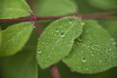 Close-up of wet plant leaves