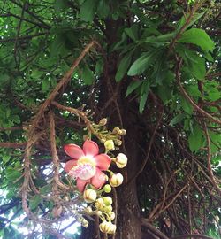 Low angle view of flower tree