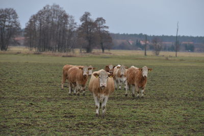 Horses in a field