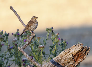 Thrush with insect in beak.