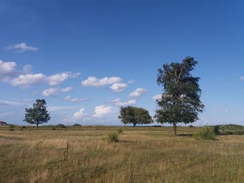 Trees on field against blue sky