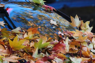 Close-up of autumn leaves in water