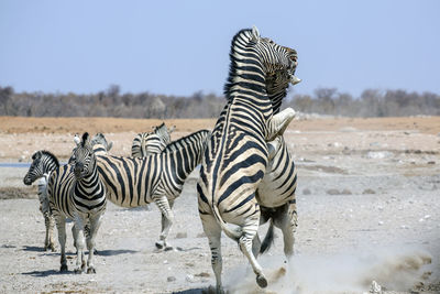 Zebra standing on field against clear sky