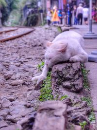 Close-up of dog looking away