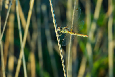 Close-up of dragonfly on grass