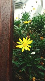 Close-up of yellow flowers