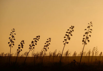 Silhouette plants growing on field against sky during sunset