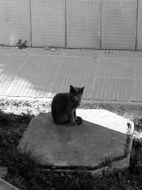 Cat sitting on floor