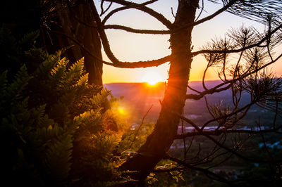 Close-up of silhouette tree against sky during sunset