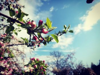 Close-up of red berries on tree against sky