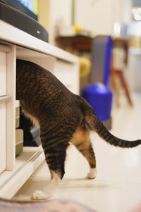 Cat sitting on table at home