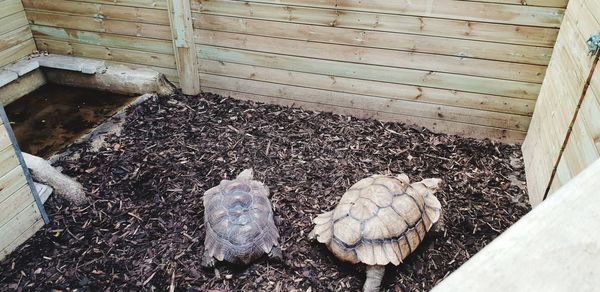 High angle view of a bird on wood