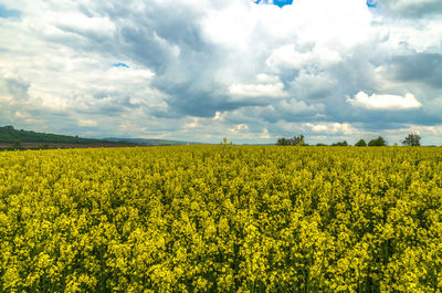Scenic view of oilseed rape field against cloudy sky