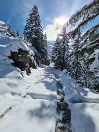 Snow covered trees against sky