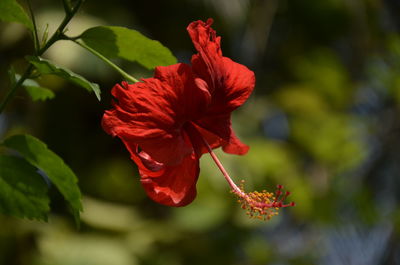 Close-up of red hibiscus flower