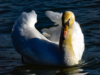 Close-up of swan in lake