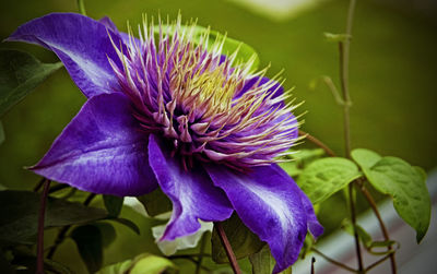 Close-up of purple flower blooming on plant