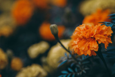 Close-up of marigold flower