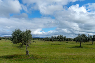 Olive trees