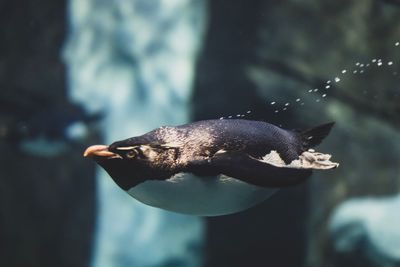 Close-up of bird perching on a sea