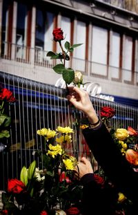 Cropped image of woman hand touching flowers blooming by fence