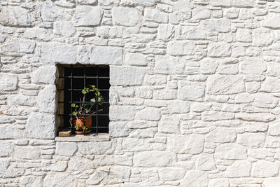 Potted plant on window amidst white wall