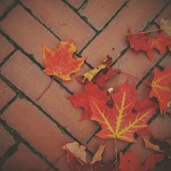 Close-up of maple leaves