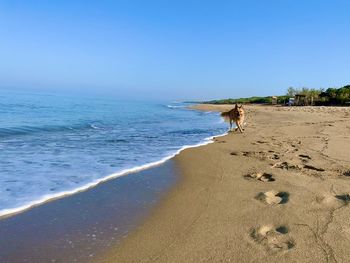 Scenic view of beach against clear sky