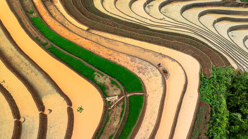 High angle view of agricultural field