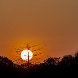 Low angle view of silhouette bird flying against orange sky