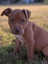 Portrait of dog on field