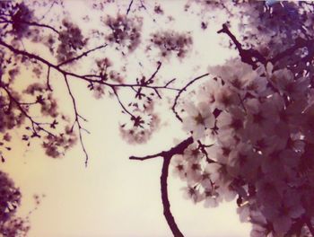 Low angle view of blooming tree against sky