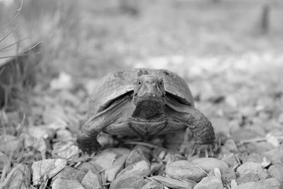 Close-up of tortoise
